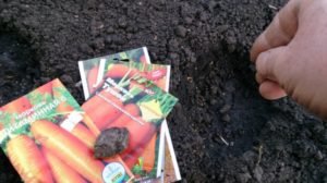 617a060299cbf777a58eb75bb8dffbde Як правильно підготувати насіння до посіву моркви