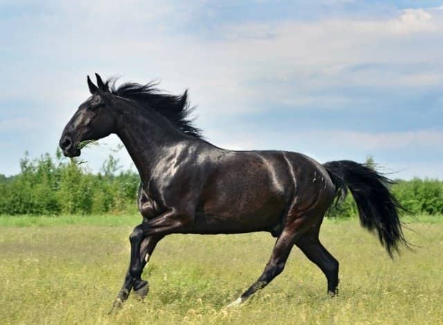6b725263763c62bd060e63b7c79d6245 Карачаевская порода коней з фотографіями і назвами