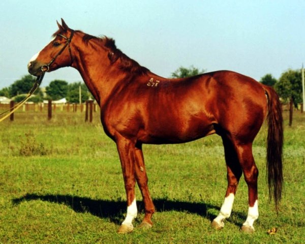 728c379da34b5453ca2cf8e722a41aad Буденновская кінь: опис породи, фото, характеристика