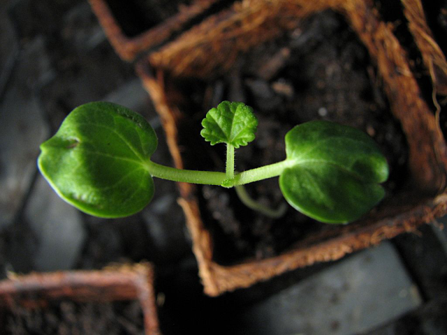 779cec488385427c14aac20223e0be15 Лаватера: вирощування з насіння, коли садити