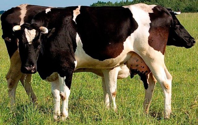 7a8a1b30bfd901094754520e94635abf Молочні породи корів: опис, фото