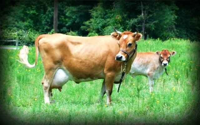 7ac6bb607e075e425d999fc430bfa7af Молочні породи корів: опис, фото