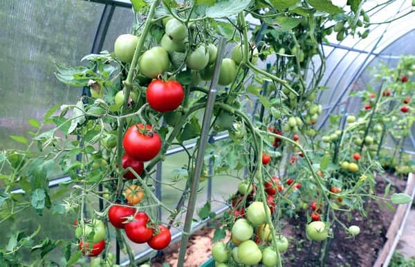 7cfa179cda5e7063404a0f0f8753e185 Як правильно висадити томати у теплицю?