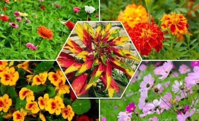 7d31f4f60af72b974c7fe8ba371c24d6 Квіти однолітні для саду невибагливі довгоквітучі