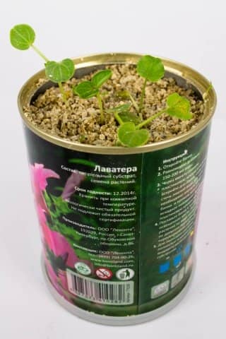 868f572bd41a3d8cbdaeba6ee0399574 Лаватера: вирощування з насіння, коли садити