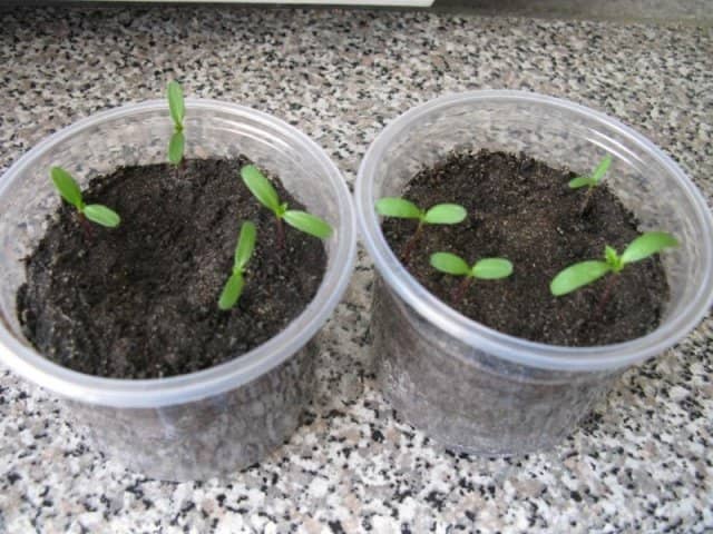88286bcdc55073b5e0a374c17c570329 Братки: вирощування з насіння, коли садити на розсаду