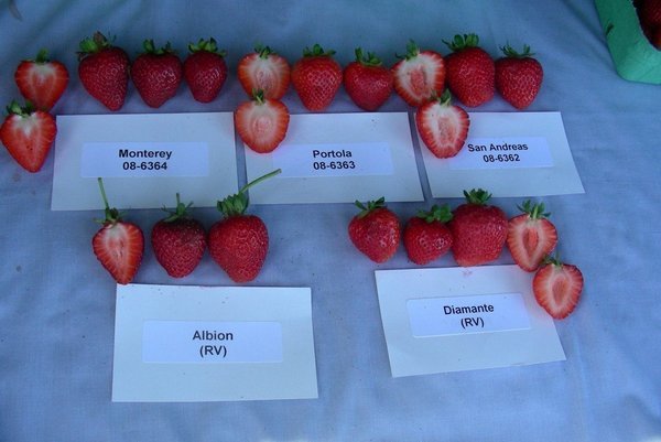 9d28900309c157a80c8e612834bb7846 Кращі сорти полуниці — вирощуємо велику ягоду