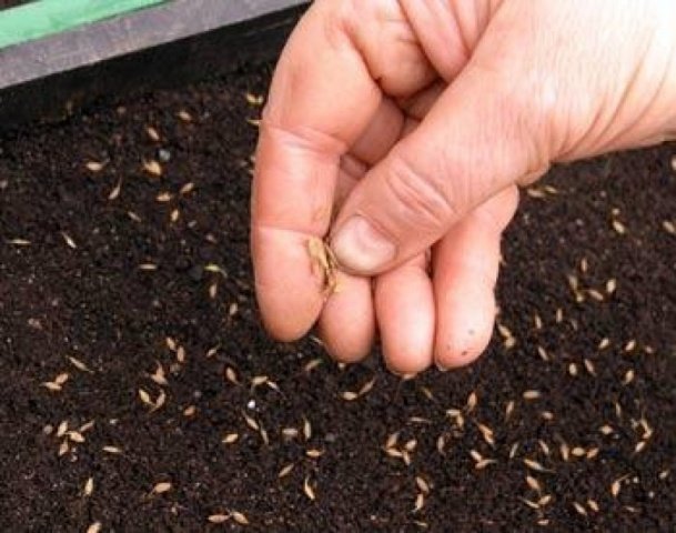 9d7fdc2545c49859d8f5b31dfe03f228 Вирощування венидиума з насіння, коли садити на розсаду
