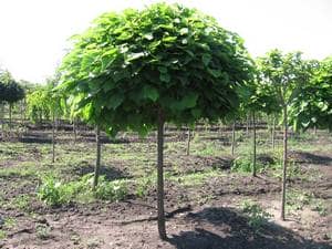 a38350fa2bf45c7685a5bdd4d4003be8 Особливості вирощування декоративного дерева катальпа