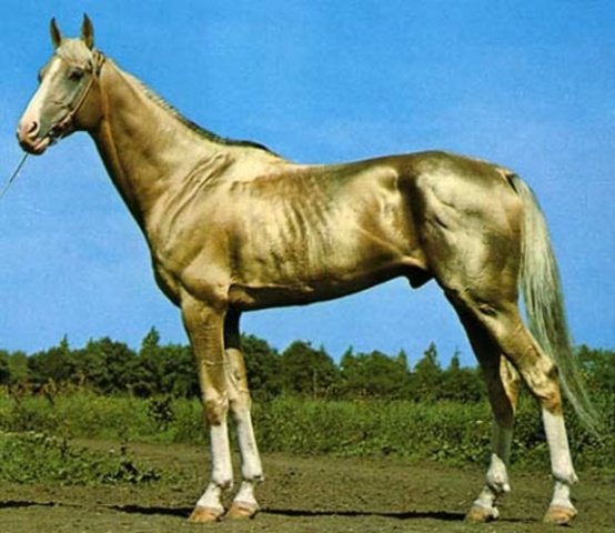 b43281a16bfca968eabaa74cccffcecb Ахалтекінська кінь: фото, походження