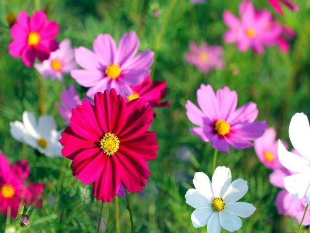 c1449b1687e3edf2d9b6e91ba159bcf1 Квіти однолітні для саду невибагливі довгоквітучі
