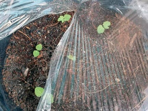 c5bd19ce50257e64696436422c3ba2eb Вирощування з насіння мальви: коли садити на розсаду