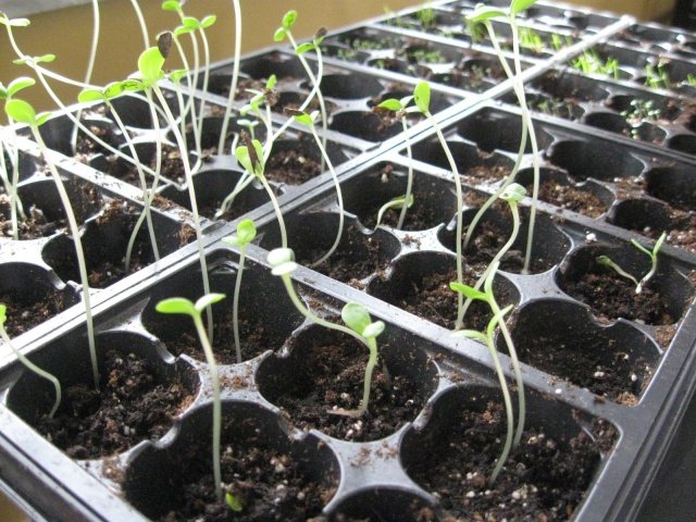 cd2abd8306a65926b065179bf25729f9 Цінія: вирощування з насіння, коли садити на розсаду