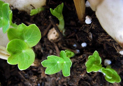 d1435a1c320eb8904acce4a706d1ec7d Вирощування з насіння настурції в домашніх умовах: коли садити