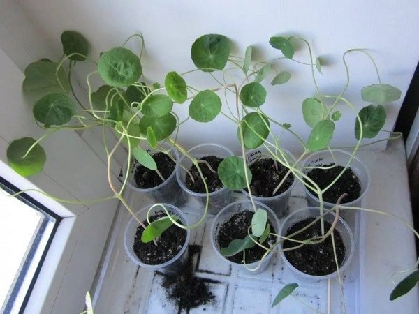 d4809a11db0bebb907b999c9fe522baf Вирощування з насіння настурції в домашніх умовах: коли садити