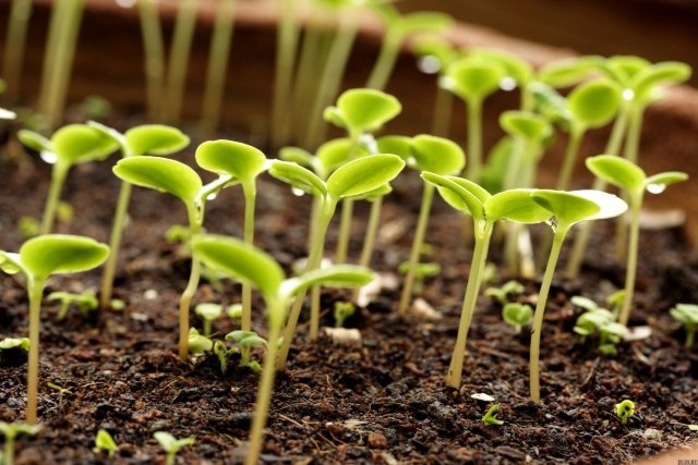 d6ae9a3d3034a85e3208f8714543536c Лаватера: вирощування з насіння, коли садити