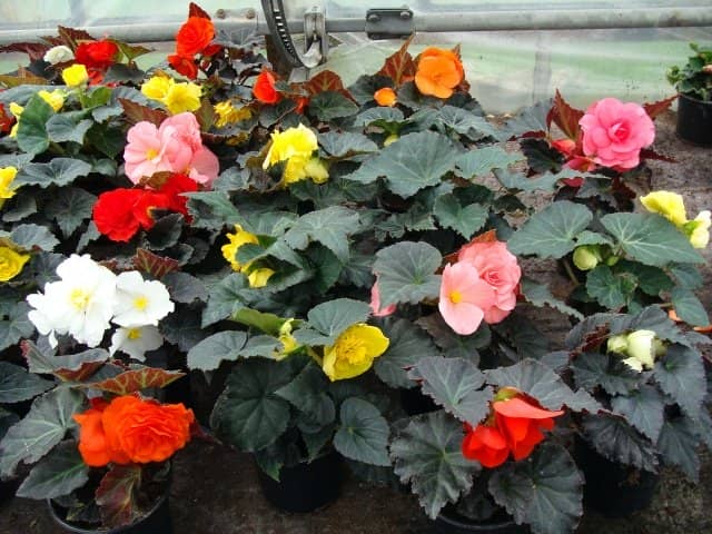 d8d86d7aa9988b134194422c9fd25c83 Які квіти садити на розсаду в лютому