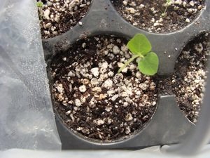  Як виростити розмарин з насіння в домашніх умовах