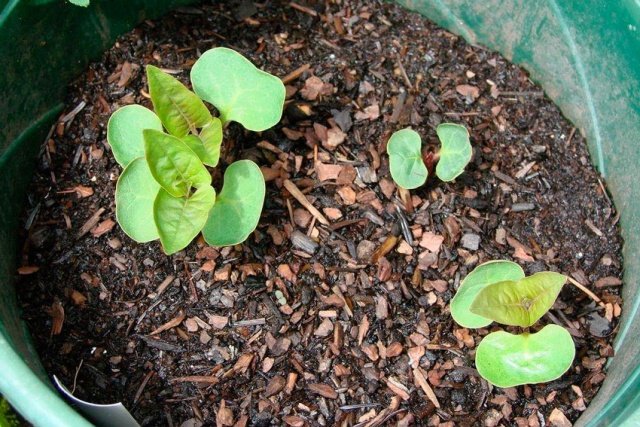 debe4c79049070c75bea26ddae4f7b1c Мірабіліс: вирощування з насіння, коли садити на розсаду