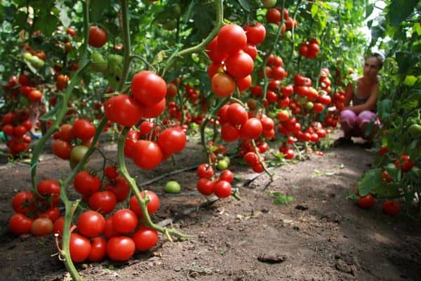 e04c5c07d835e4e9f3ca84e02d34301a Обираємо найкращі сорти томатів для посадки у теплицю
