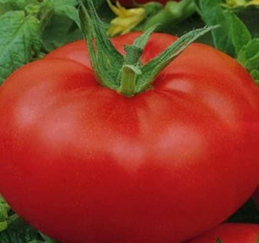 e0aff3a95a44a4bfd668264930b3948c Томат Король ринку: характеристика та опис сорту