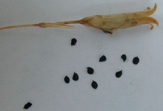 e665d0e3b46cf12f2d901ad9147a2808 Гвоздика Шабо: вирощування з насіння, коли садити на розсаду