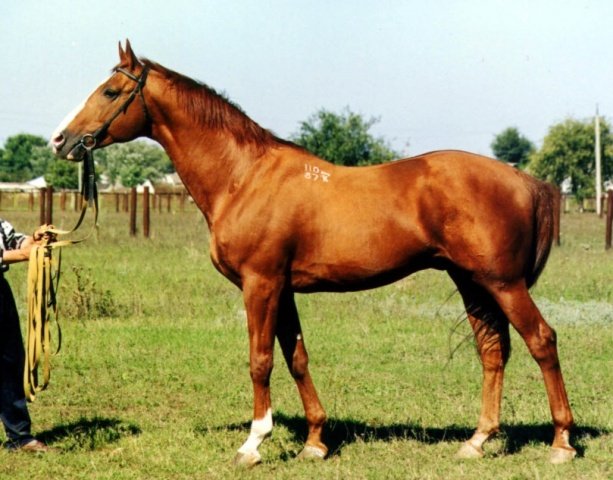 ec7616dcc5160a9600e500c6fadc7d78 Буденновская кінь: опис породи, фото, характеристика