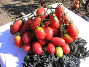 eecba5a2f5166daba73fa0851f5577c9 Обираємо найкращі сорти томатів для посадки у теплицю