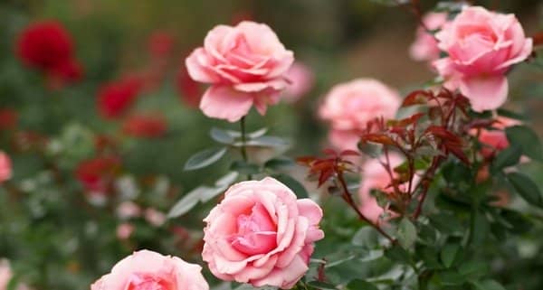 f136a1b8a76634fd007106c8c5b0cf00 Як доглядати за трояндами навесні в саду
