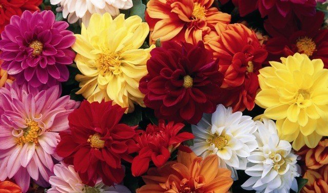 f5a35fdad8d629f229d990257708541e Невибагливі квітучі однорічні квіти для клумби