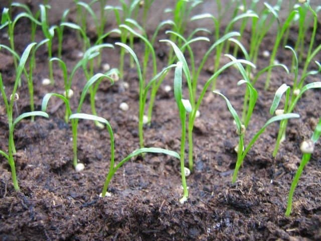 f937f8a24b098b6948749910cbcc4cc8 Гацания: вирощування з насіння, коли садити + фото