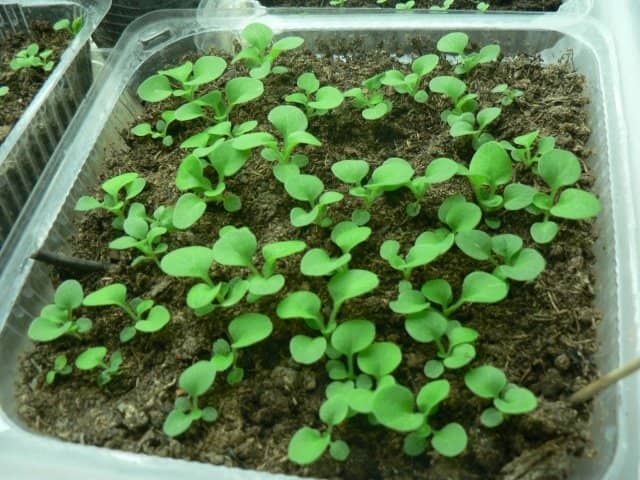 f99674d56c104491cfbeed953200f0d2 Еустома: вирощування з насіння, коли садити на розсаду