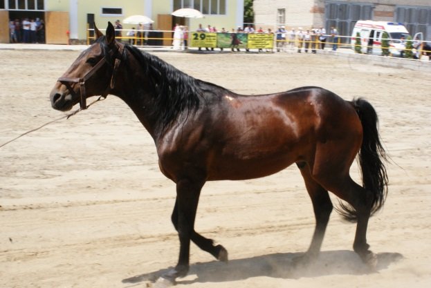 ffdccd809517cfc2da8be2b3c4c5170f Карачаевская порода коней з фотографіями і назвами