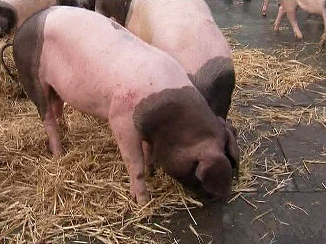  Африканська чума свиней: симптоми і способи боротьби