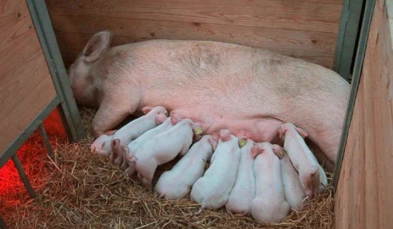 05cdb5dd6bd46e87478897eafee223c7 Скільки поросят народжується у свині при опоросі?