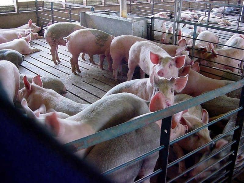08a0121def5b759f731c0e570fdc51b6 Хвороби свиней: огляд найбільш частих захворювань