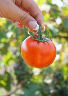 0b838a346d9cec1ba23394342d272e69 Поради по вирощуванню помідорів (томатів)