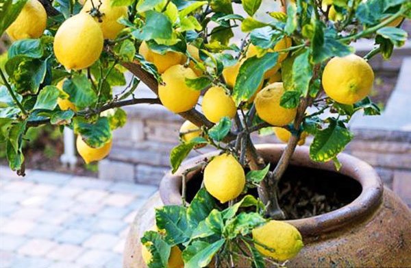 17f1167ec2073619a1ac13bb505baf08 Як виростити лимон з кісточки в домашніх умовах