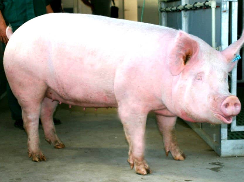 1ccb2b4b415131f75872f22b933987fd Цирковирусная інфекція свиней: симптоми, перебіг, профілактика