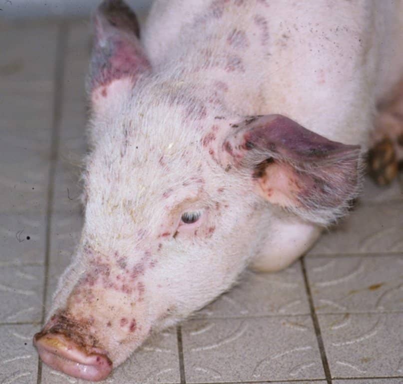 2072c47980ef4c383ea5950c9fef99ac Цирковирусная інфекція свиней: симптоми, перебіг, профілактика