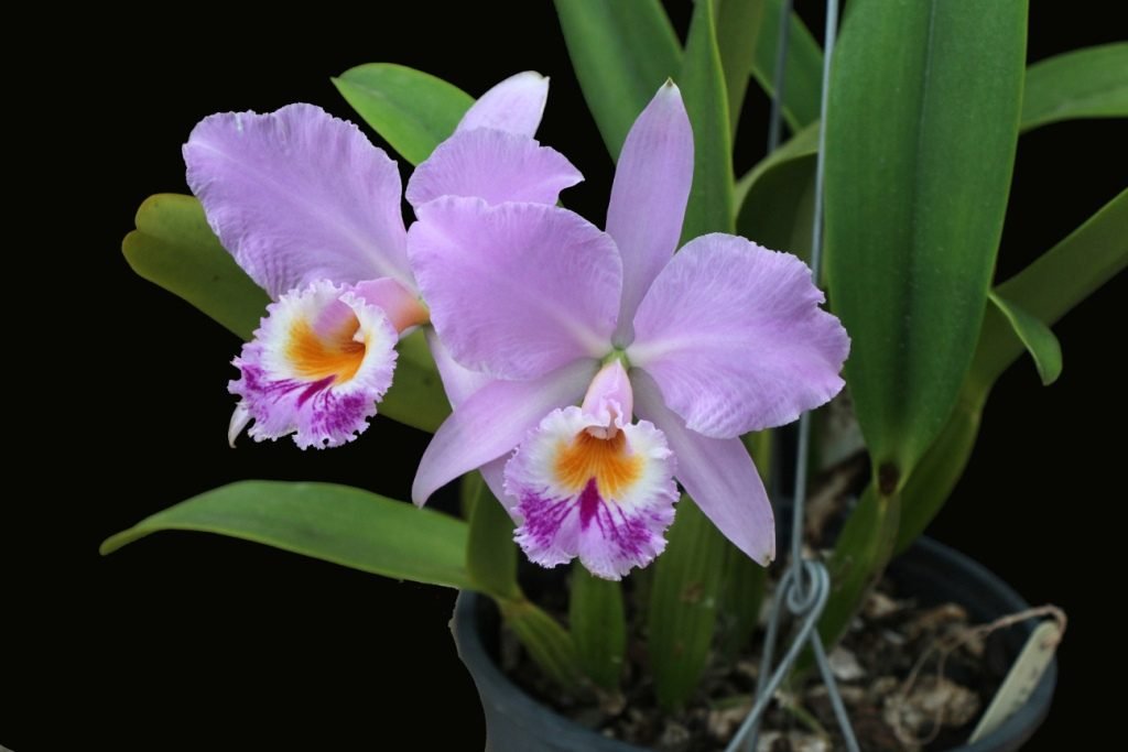 255c0b764557a698fb078db115e91795 Як доглядати за орхідеями в домашніх умовах в горщику, щоб цвіла: фото, догляд після покупки