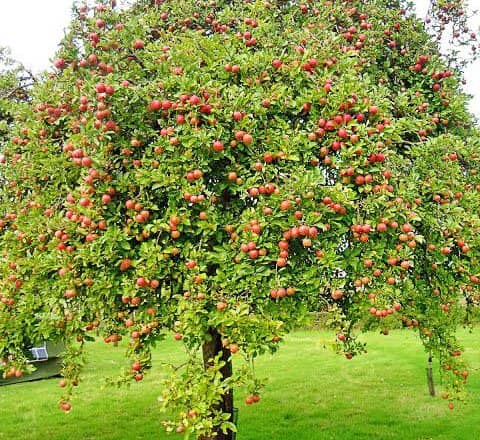 341f8a4987df73047c2d71012759ef33 Періодичність плодоношення яблунь, груш та інших плодових дерев