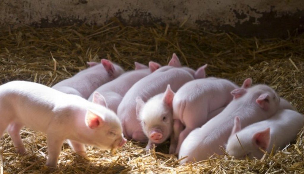 377587919b17ede606c40e5d23c5e345 Як правильно вигодувати новонароджених поросят без свиноматки