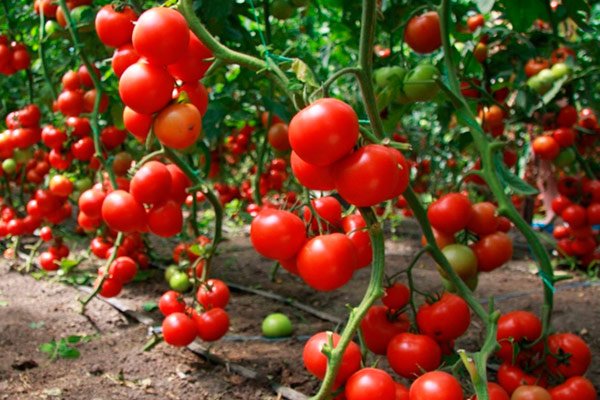 3badff3020dbfd1aa27caffa42eb74b0 Як правильно доглядати за помідорами: в теплиці (парнику), у грунті, відео