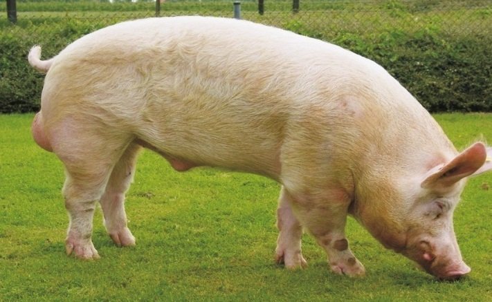 3c23ef680c49d9d2789d2f9e50bfb2b7 Велика біла порода свиней: особливості догляду і розведення