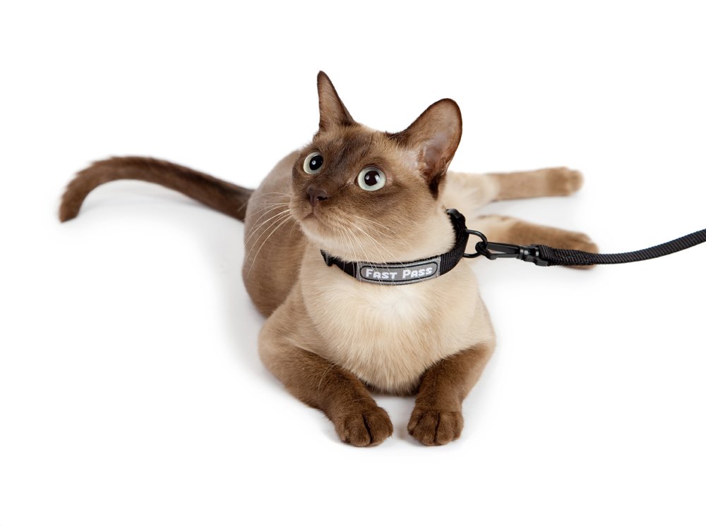 3f0e5e853979679a90a865b75517fd67 Як надіти шлею на кішку чи кота: покрокова інструкція відео, як правильно підібрати шлейку