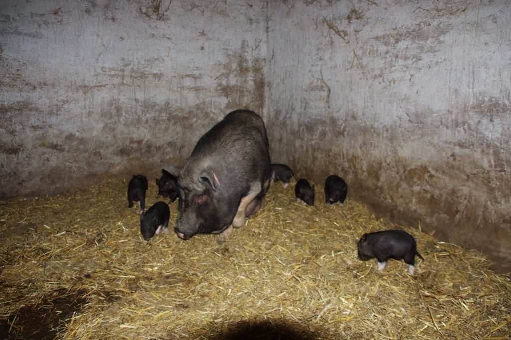 423d53f16011f9c4c8b2d71039806c31 Вєтнамські свині: особливості розведення в домашніх умовах