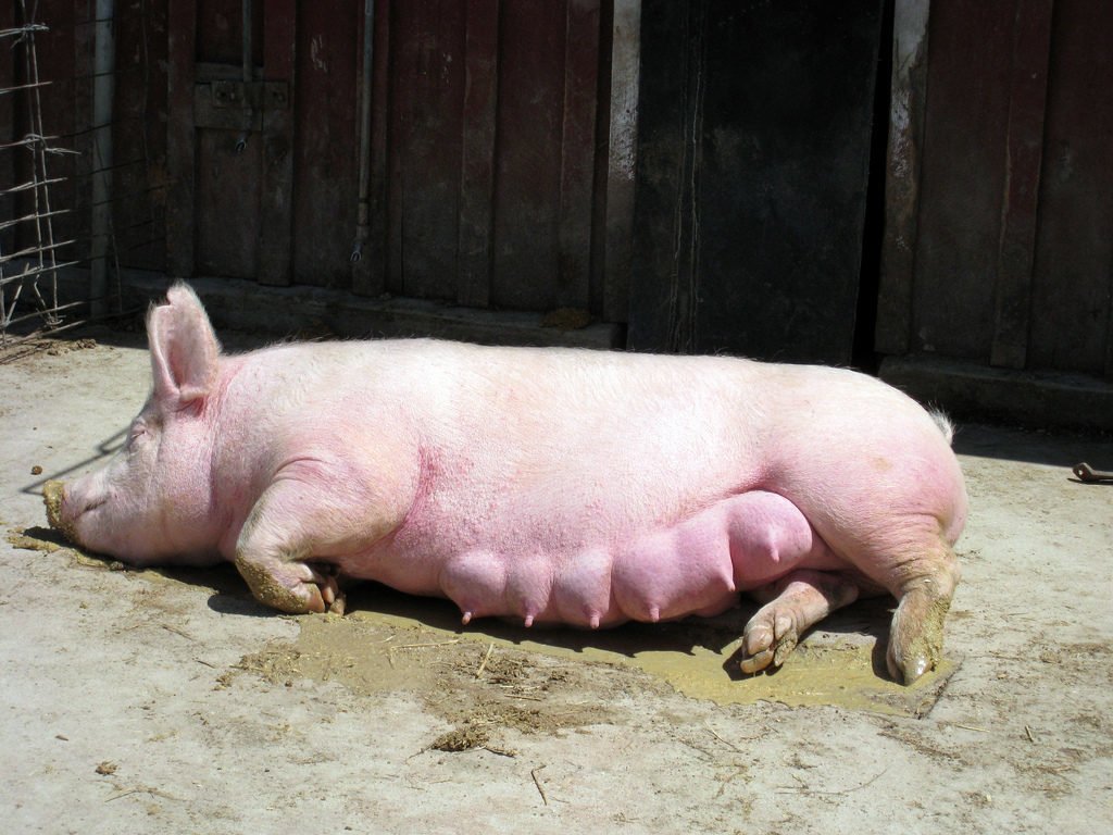 4eb7686c765298f23dc697b12fa34daa Велика біла порода свиней: особливості догляду і розведення