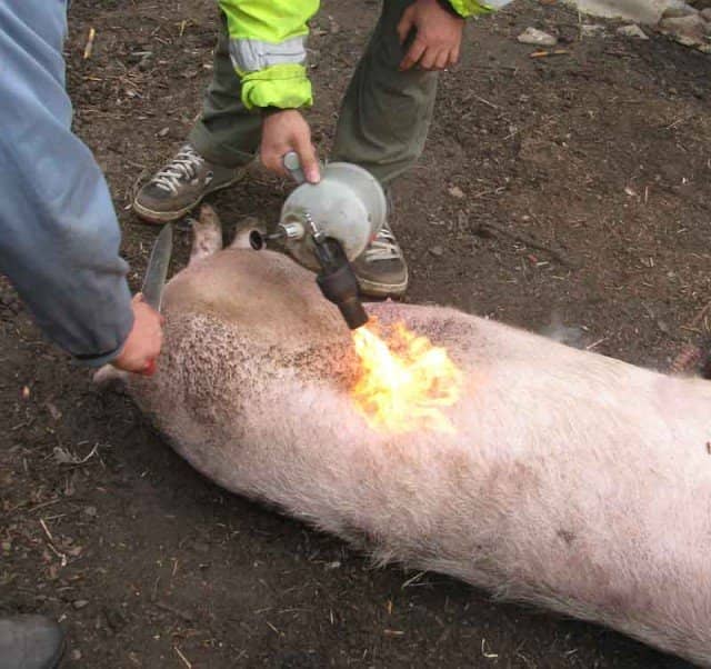 4fb05e0f4cc992576f6150f6a0b1db78 Правильний забій свині для отримання якісного мяса