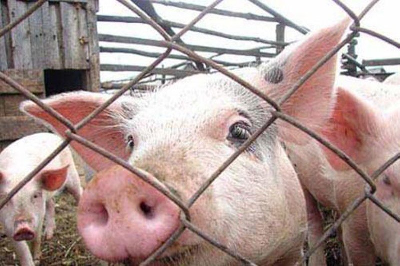  Африканська чума свиней: симптоми і способи боротьби